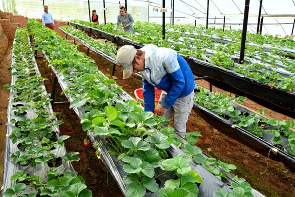 Đơn hàng nông nghiệp Nhật Bản